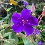 Tibouchina urvilleana 花