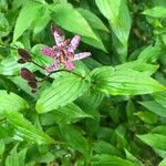 Tricyrtis hirta Flower