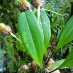 Masdevallia infracta Leaf
