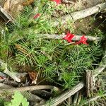 Ipomoea quamoclit Vekstform