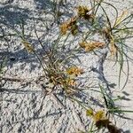 Carex arenaria 花