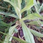 Cynoglossum creticum Blad