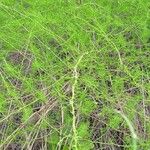 Asparagus racemosus Habitatea