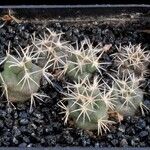 Coryphantha kracikii Hábito