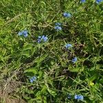 Commelina latifolia Habitat