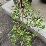 Potentilla supina Blad