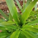 Dracaena angustifolia برگ