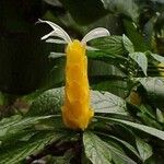 Pachystachys lutea Folha