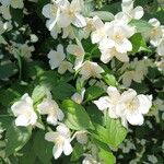 Philadelphus pubescensফুল