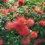 Combretum constrictum 花