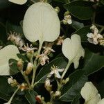 Calycophyllum candidissimum Flower