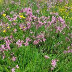 Silene flos-cuculi ( L. ) Greuter & BurdetFlower