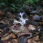 Campylosiphon purpurascens 花