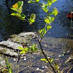 Alnus incana आदत