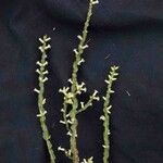 Baccharis crispa 果實