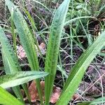 Plantago lanceolataBlad