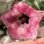 Huernia macrocarpa Žiedas