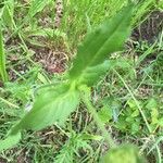 Knautia dipsacifolia Лист