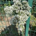 Valeriana officinalisBlomma