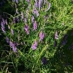 Vicia tenuifoliaBlomst