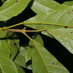 Sloanea guianensis Leaf