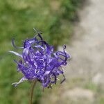 Phyteuma hemisphaericum Flower