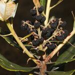 Comarostaphylis arbutoides Frucht