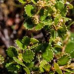 Betula nana Floare