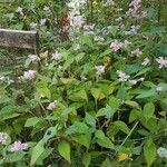 Persicaria campanulata Habit