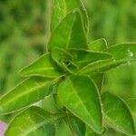 Ludwigia palustris Leaf