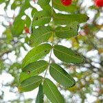 Sorbus aucuparia Ліст