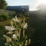 Agapanthus campanulatus Kwiat