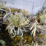 Festuca livida Fulla