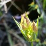 Bupleurum baldense Лист