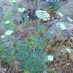 Seseli gummiferum 形態