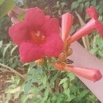 Campsis radicansKukka