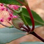 Cunonia vieillardii Blüte