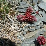 Sedum atratum Leaf