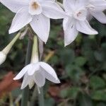 Narcissus papyraceusFlower