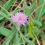 Scabiosa atropurpurea Fiore