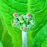 Primula bulleyana Flower