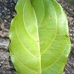 Combretum apiculatum Leaf