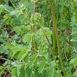 Sanguisorba minorLeaf