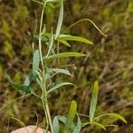 Lathyrus palustris Feuille