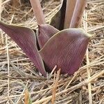 Ledebouria revoluta Лист
