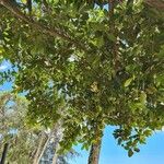 Ficus thonningii List