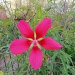 Hibiscus coccineus Flor