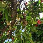 Syzygium malaccense Fruit
