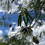 Leucaena leucocephala 叶