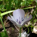 Calochortus uniflorus Blomst